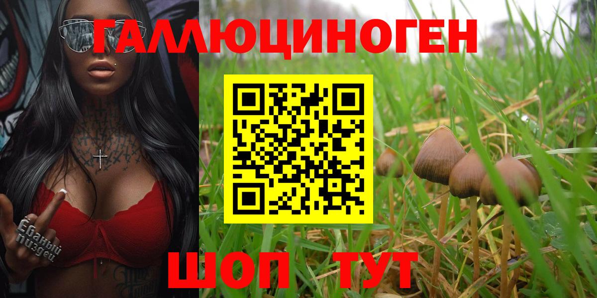 Псилоцибиновые грибы Psilocybine cubensis Лесозаводск