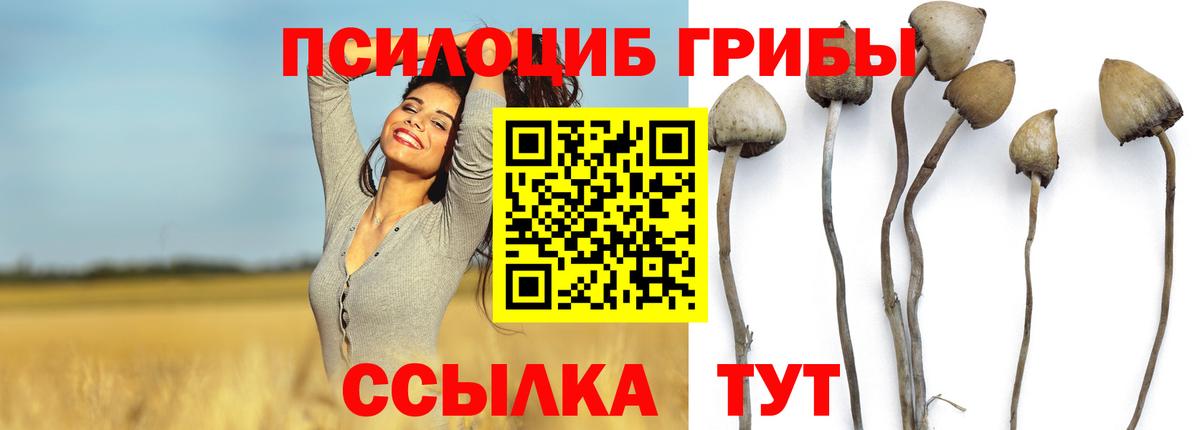 Лесозаводск  купить закладку  Вход с VPN  Псилоцибиновые грибы Psilocybine cubensis 